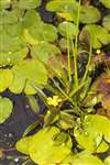 Lesser Spearwort, Auchlochan, South Lanarkshire