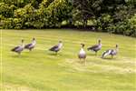 Greylag Geese, Auchlochan, South Lanarkshire