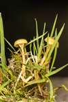 Heath Navel fungus, Auchlochan, South Lanarkshire