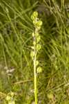 Common Bluebell seed head, Auchlochan, South Lanarkshire