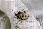 Red-legged Shieldbug or Forest Bug nymph, Auchlochan, South Lanarkshire