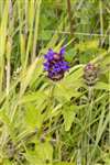 Self Heal, Auchlochan, South Lanarkshire