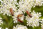 Common Red Soldier Beetles on Hogweed, Auchlochan, South Lanarkshire