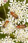 Common Red Soldier Beetles on Hogweed, Auchlochan, South Lanarkshire