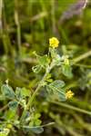 Black Medick, Auchlochan, South Lanarkshire