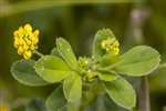 Black Medick, Auchlochan, South Lanarkshire