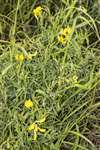 Meadow Vetchling, Auchlochan, South Lanarkshire