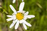 Cucumber Spider on Ox-Eye Daisy, Auchlochan, South Lanarkshire