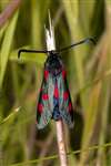 Narrow-bordered 5-Spot Burnet Moth, Auchlochan, South Lanarkshire