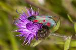 Narrow-bordered 5-Spot Burnet Moth, Auchlochan, South Lanarkshire