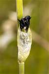 Narrow-bordered 5-Spot Burnet Moth pupa, Auchlochan, South Lanarkshire