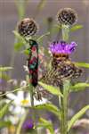 Narrow-bordered 5-Spot Burnet Moths mating, Auchlochan, South Lanarkshire