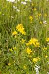 St John's Wort, Auchlochan, South Lanarkshire