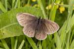 Ringlet butterfly, Auchlochan, South Lanarkshire