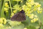 Ringlet butterfly, Auchlochan, South Lanarkshire