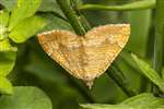 Yellow Shell moth, Auchlochan, South Lanarkshire