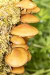 Fungus Galerina marginata, Auchlochan, South Lanarkshire