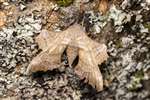 Poplar Hawk Moth, Auchlochan, South Lanarkshire