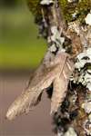 Poplar Hawk Moth, Auchlochan, South Lanarkshire