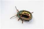 Rosemary Beetle, Glasgow