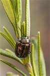 Rosemary Beetle, Glasgow