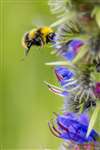 Early Bumblebee on Viper's Bugloss, Fernbrae Meadows