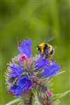 Early Bumblebee on Viper's Bugloss, Fernbrae Meadows