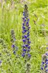 Viper's Bugloss, Fernbrae Meadows