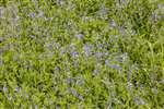 Germander Speedwells at Fernbrae Meadows