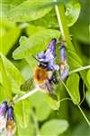 Common Carder Bumblebee on Comfrey, Fernbrae Meadows