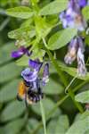 Common Carder Bumblebee on Comfrey, Fernbrae Meadows