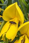 Mirid Bug on Bird's Foot Trefoil, Fernbrae Meadows