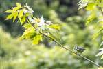 Blue Tit in a Silver Maple, Fernbrae Meadows