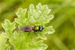 Broad Centurion Soldier Fly, Fernbrae Meadows