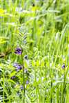 Bush Vetch, Fernbrae Meadows