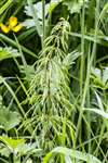 Wood Horsetail, Fernbrae Meadows