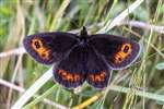 Scotch Argus, Grantown-on-Spey