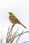 Yellowhammer, Spey Bay