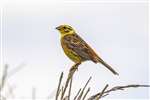 Male Yellowhammer, Spey Bay