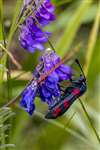 6-Spot Burnet Moth, Spey Bay