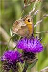 Meadow Brown on Knapweed at Spey Bay