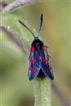 6-Spot Burnet Moth, at Spey Bay