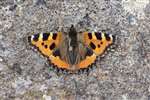 Small Tortoiseshell, Spey Bay