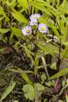 Sea Aster, Spey Bay