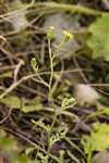 Sticky Groundsel, Spey Bay