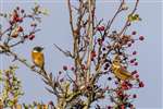 Stonechat pair in a Hawthorn bush, Ardmore Point