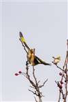 Goldfinch in a Hawthorn bush, Ardmore Point