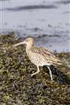 Curlew, Ardmore Point