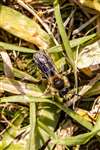 Male Orange-tailed Mining Bee, Glasgow