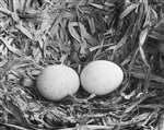 Closeup of clutch of two Golden Eagle eggs